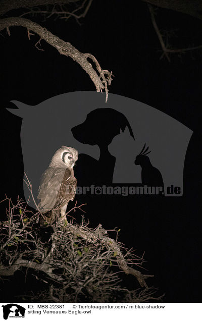 sitzender Milchuhu / sitting Verreauxs Eagle-owl / MBS-22381