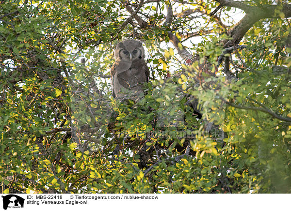 sitting Verreauxs Eagle-owl / MBS-22418