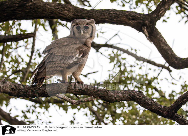sitting Verreauxs Eagle-owl / MBS-22419