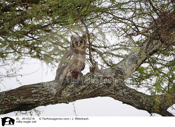 Milchuhu / milky eagle owl / JR-05218