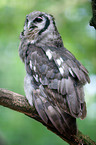 milky eagle owl