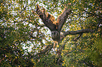 flying Verreauxs Eagle-owl