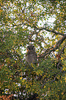 sitting Verreauxs Eagle-owl