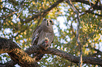 sitting Verreauxs Eagle-owl