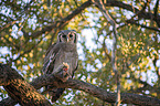 sitting Verreauxs Eagle-owl