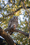 sitting Verreauxs Eagle-owl