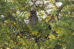 sitting Verreauxs Eagle-owl