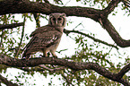 sitting Verreauxs Eagle-owl