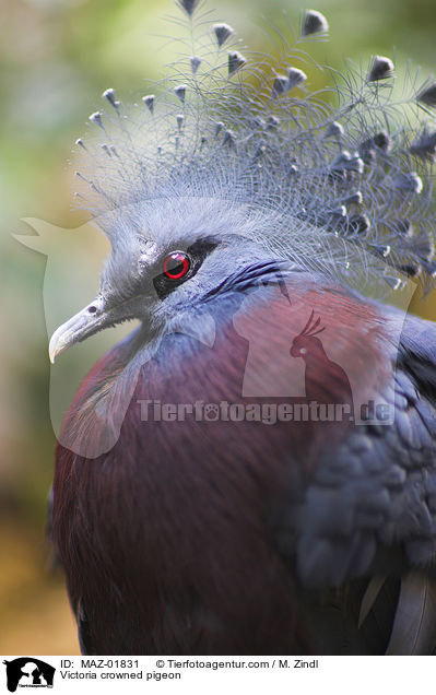 Fchertaube / Victoria crowned pigeon / MAZ-01831
