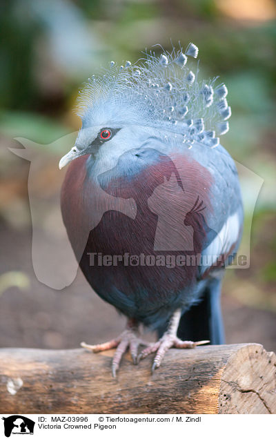 Victoria Crowned Pigeon / MAZ-03996