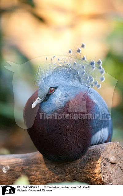 Fchertaube / Victoria Crowned Pigeon / MAZ-03997