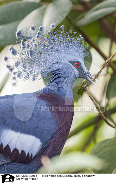 Fchertaube / Crowned Pigeon / MBS-12086