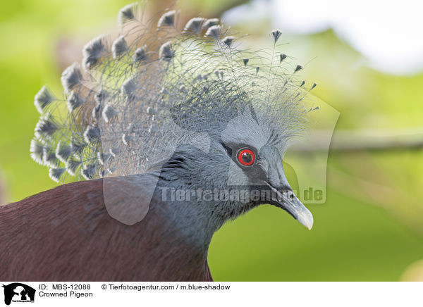 Fchertaube / Crowned Pigeon / MBS-12088