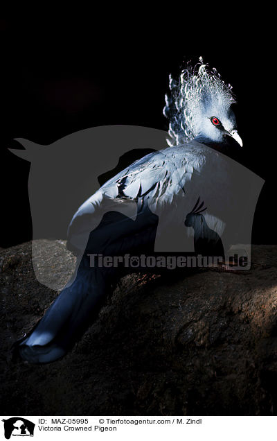 Victoria-Krontaube / Victoria Crowned Pigeon / MAZ-05995