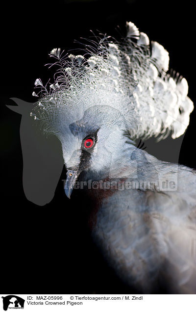 Victoria Crowned Pigeon / MAZ-05996