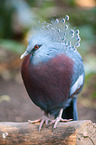 Victoria Crowned Pigeon