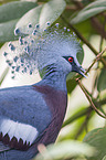 Crowned Pigeon