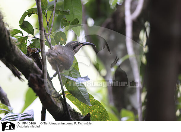 Victoria's riflebird / FF-16406