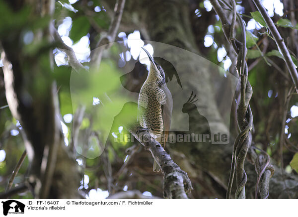 Victoria's riflebird / FF-16407