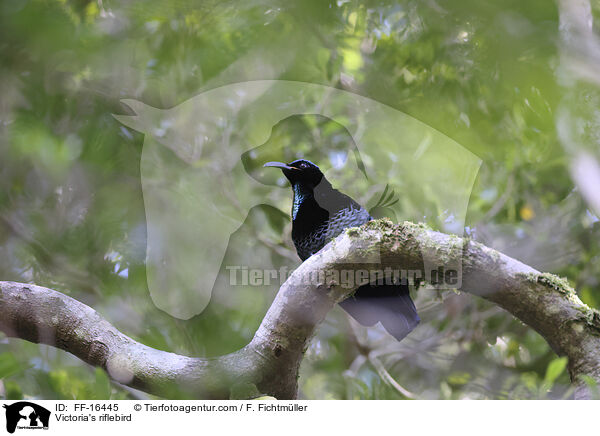 Viktoria-Paradiesvogel / Victoria's riflebird / FF-16445