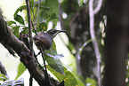 Victoria's riflebird