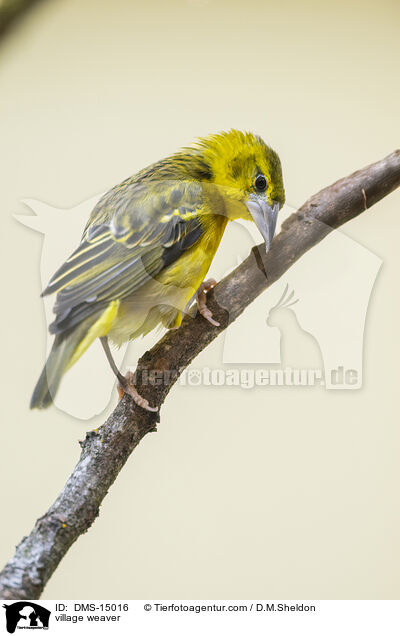 Dorfweber / village weaver / DMS-15016