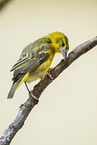 village weaver