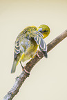 village weaver