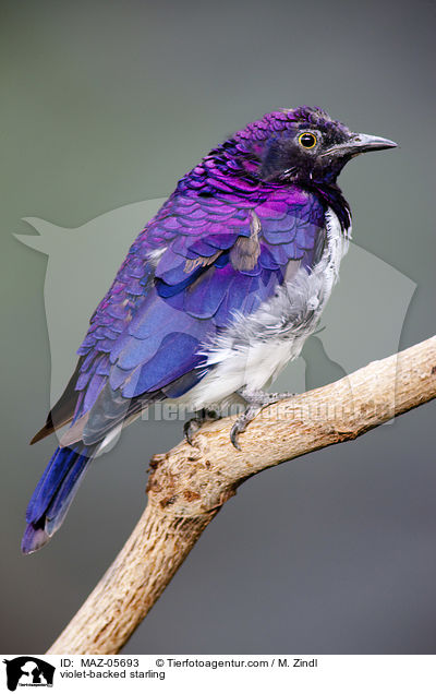 Amethystglanzstar / violet-backed starling / MAZ-05693