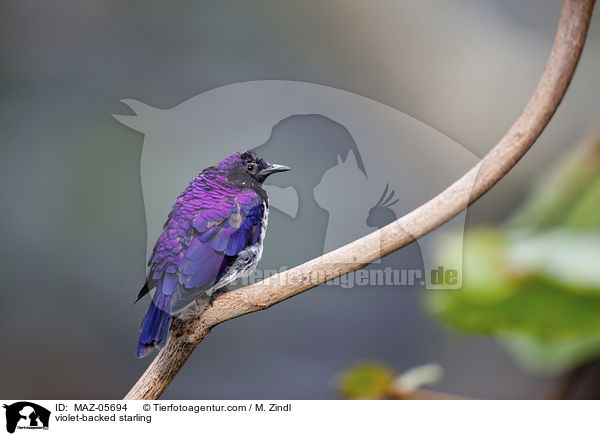 violet-backed starling / MAZ-05694