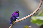 violet-backed starling