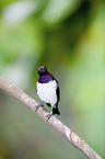 violet-backed starling