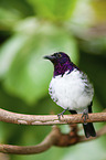 violet-backed starling