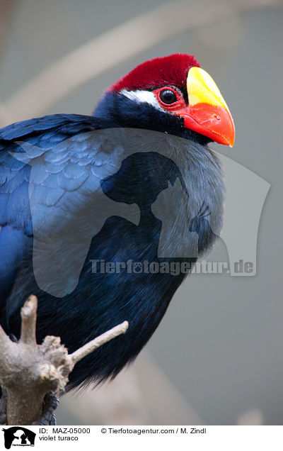 Schildturako / violet turaco / MAZ-05000