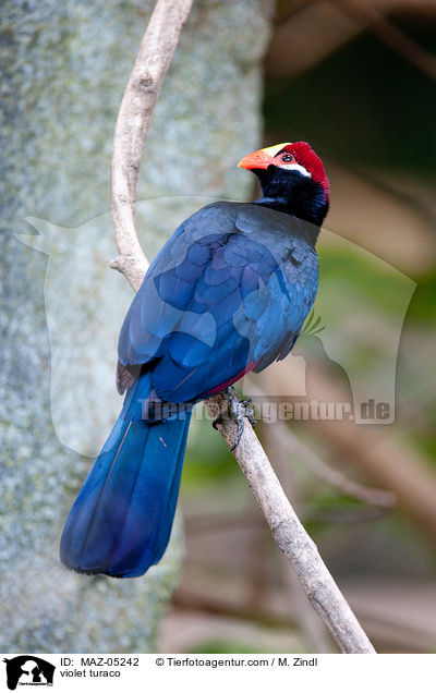 violet turaco / MAZ-05242