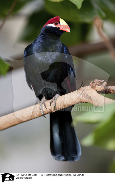 violet turaco / MAZ-05938