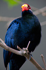 violet turaco