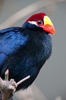 violet turaco