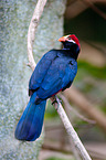 violet turaco