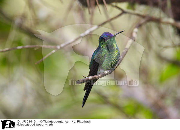 Veilchenkopfnymphe / violet-capped woodnymph / JR-01610