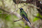 violet-capped woodnymph