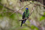 violet-capped woodnymph