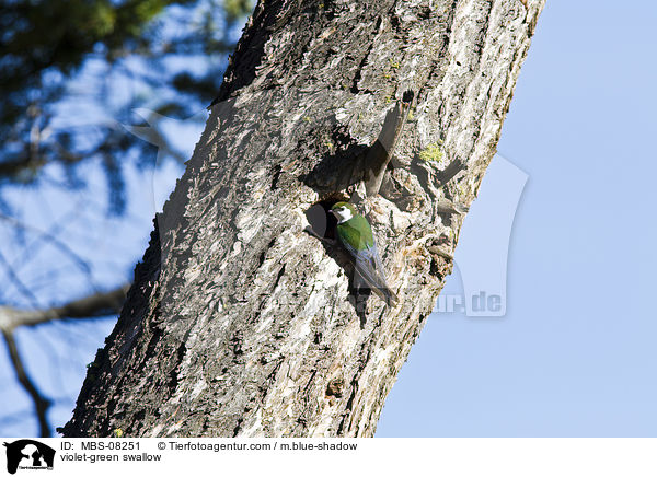 Veilchenschwalbe / violet-green swallow / MBS-08251