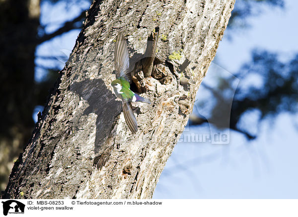 violet-green swallow / MBS-08253