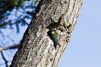 violet-green swallow