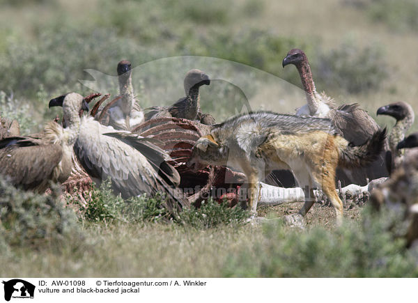 vulture and black-backed jackal / AW-01098