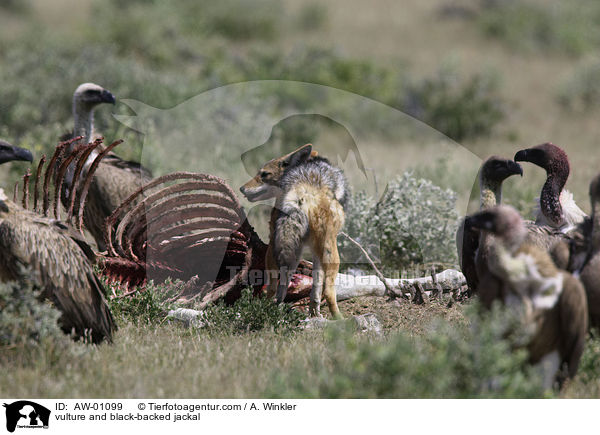 Geier und Schabrackenschakal / vulture and black-backed jackal / AW-01099