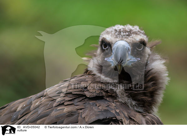 Geier / vulture / AVD-05042
