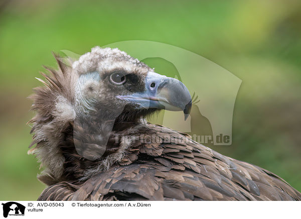 Geier / vulture / AVD-05043