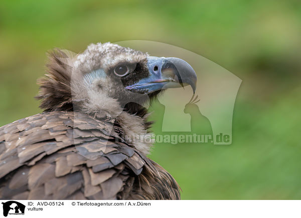 vulture / AVD-05124